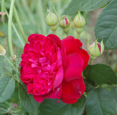 William_Shakespeare_0010__S1_8578.jpg