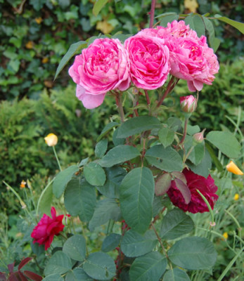 Gertrude_Jekyll__William_Shakespeare_0010__S1_8579.jpg