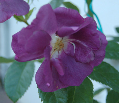 Rhapsody_in_Blue_0010__HW_8772.jpg