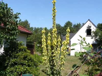 Uferwall 354.jpg