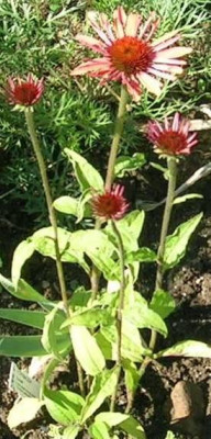 Echinacea_Sunset__v.sarastro_o7.jpg