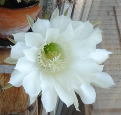 kaktusblüte04_.jpg
