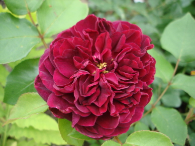 Tradescant_0607.jpg