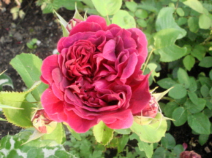 William_Shakespeare_2000-0607.jpg