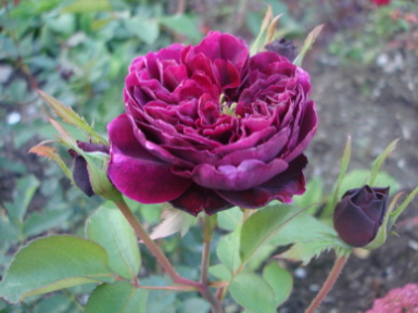 The_Prince_0607-2.jpg