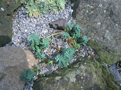 Euphorbia_1.jpg