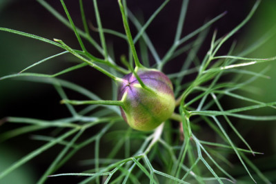 Nigella-2.jpg