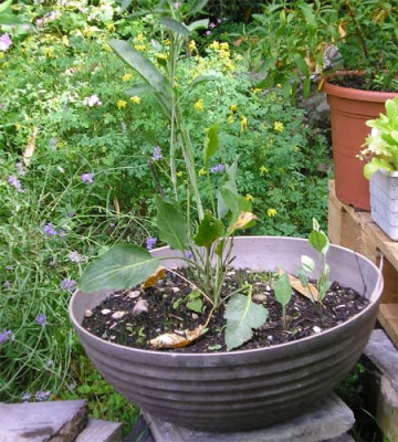 Lepidium_latifolium.JPG