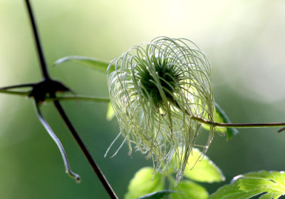 Clematis-alpine-Fruchtstand.jpg
