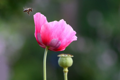 Biene-auf-Papaver-som..jpg