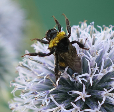 Erdhummel01.jpg