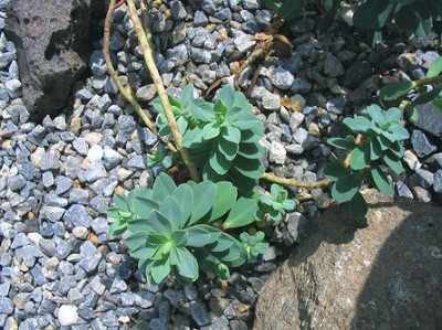 Euphorbia_2.jpg
