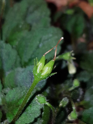 Sinningia pusilla_Doppelblüte_2019-06-03(3).jpg