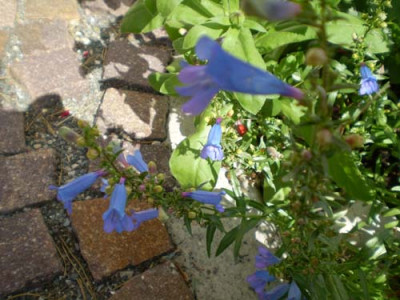 eisblau2.jpg