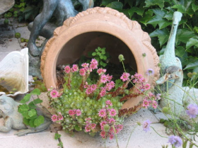 Hauswurze_in_Terracotta__.jpg