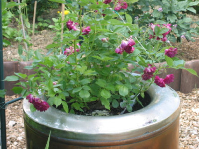Rose_in__Waschtrommel_.jpg