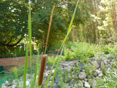 Typha angustifolia (schmalblättriger Rohrkolben).jpg