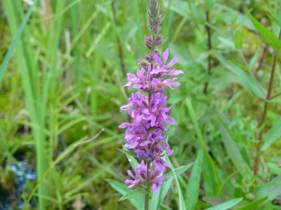 Lythrum salicaria (Gewönlicher Blutweiderich).jpg