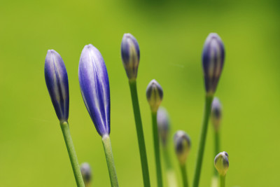 Agapanthus-Saemling-k.jpg