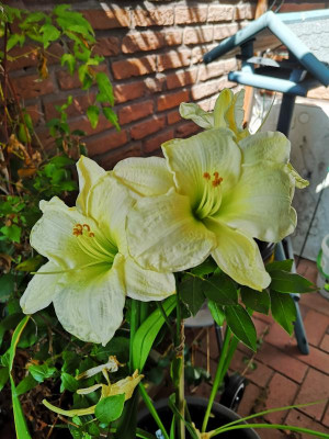 IMG_20190726_151448.jpg