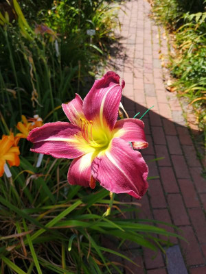 IMG_20190726_151612.jpg