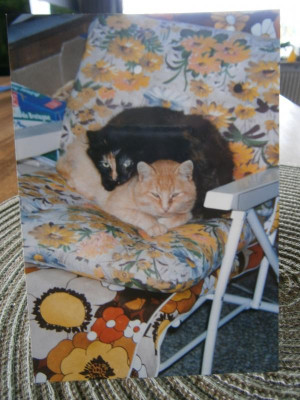 Minka und Kessie 001.JPG