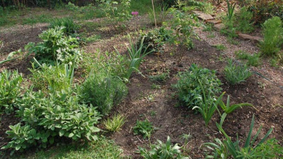 Garten-0407.jpg