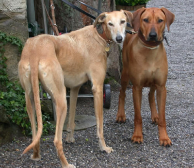 _Hundchen_X0010_DSCN3581.jpg