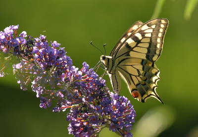 schwalbi250719a.jpg