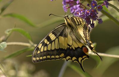 schwalbi250719b.jpg