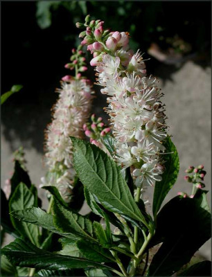 Clethra_pink.JPG