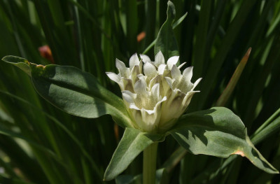 IMG_2966_eGentiana_tibetica_evtl.JPG
