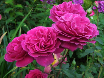 27.07.2019 10-13-26_17040.jpg