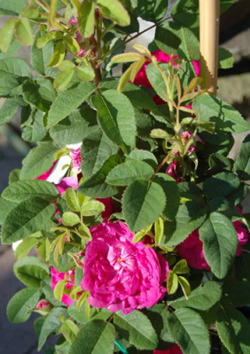 Panachee_de_Lyon_X0010__8782.jpg
