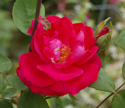 Richmond_Clg__X0010__8965.jpg