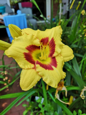 IMG_20190727_113859.jpg