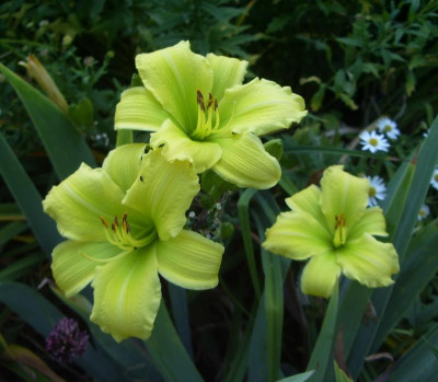 Green Flutter.jpg