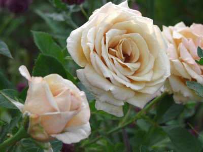27.07.2019 10-17-09_17131.jpg