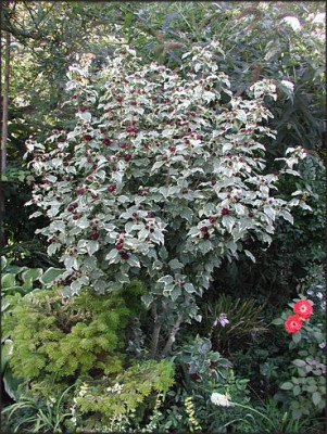 Hibiskus..JPG