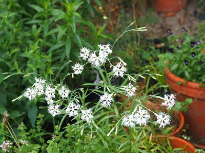 Dianthus superbus P7270010.JPG