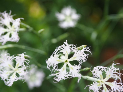Dianthus superbus P7270017.JPG