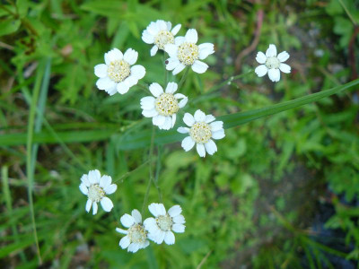 Achillea ptarmica Sumpfschafgarbe).jpg