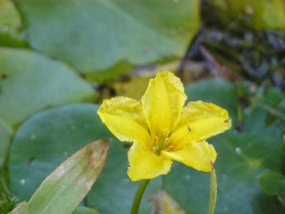 Nymphoides Peletata (Gewöhnliche Seekanne).jpg