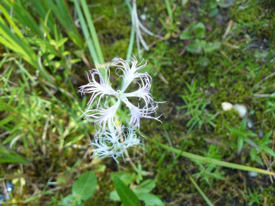 Dianthus superbus' (Pracht-Nelke).jpg