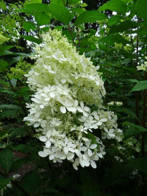 Hydrangea paniculata Phantom Juli 2019.JPG