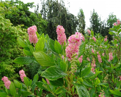 Clethra alnifolia Ruby Spice Juli 2019.jpg