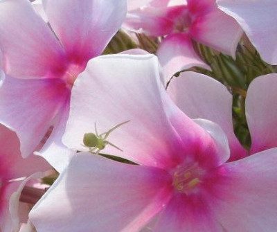 Phlox_und_Spinne_1_1_1.jpg