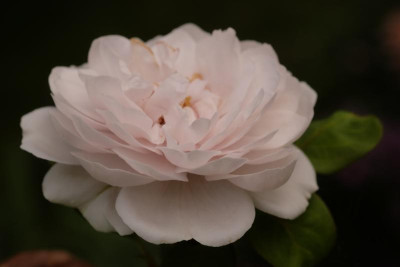 DSCF9888.JPG