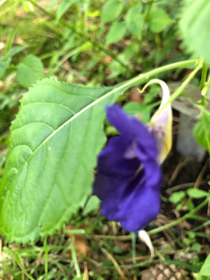 IMG_1362.jpeg