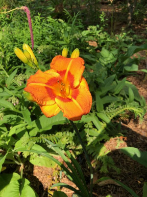IMG_1343.jpeg